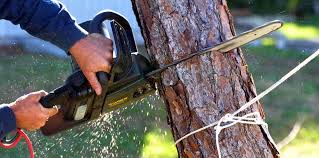 Best Lawn Watering Services  in Fairwood, WA