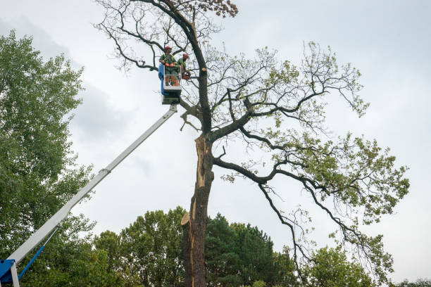 Best Tree Cabling and Bracing  in Fairwood, WA