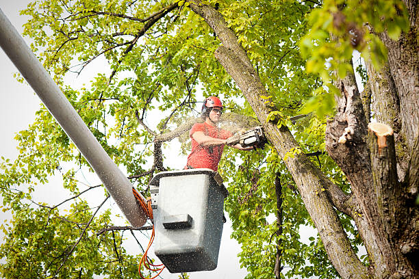  Fairwood, WA Tree Services Pros