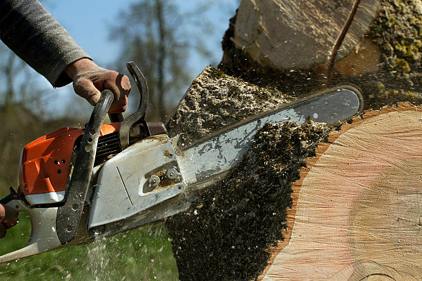 Best Tree Mulching  in Fairwood, WA